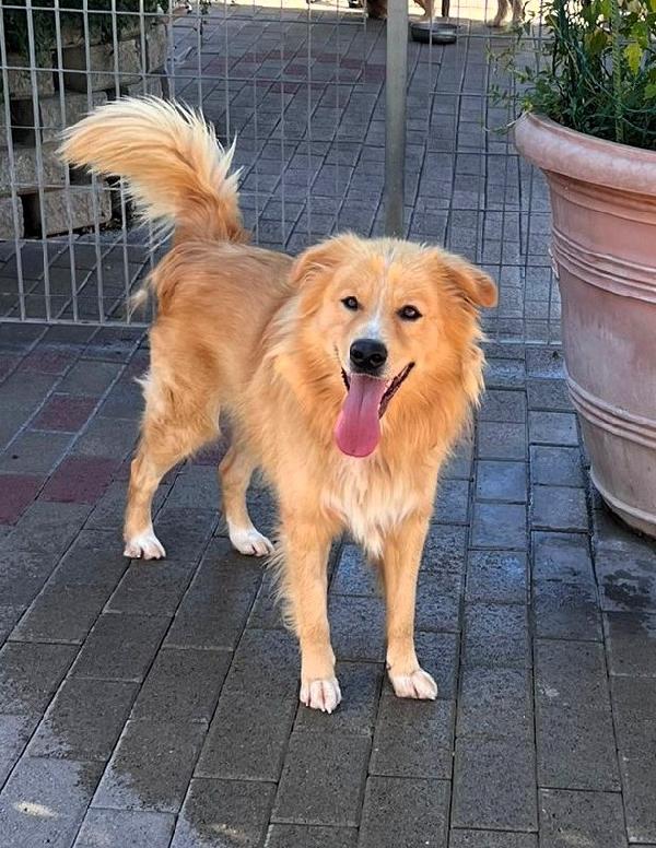 DIOR CAGNOLINO FULVO Foto 4